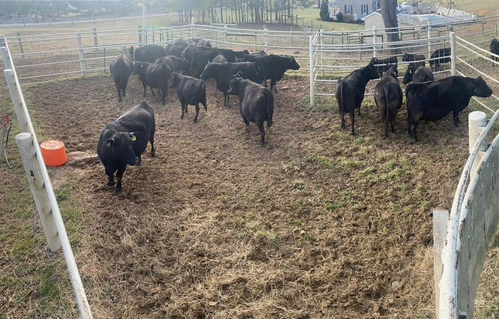 Cattle in the working pen at Stone Wall Angus
